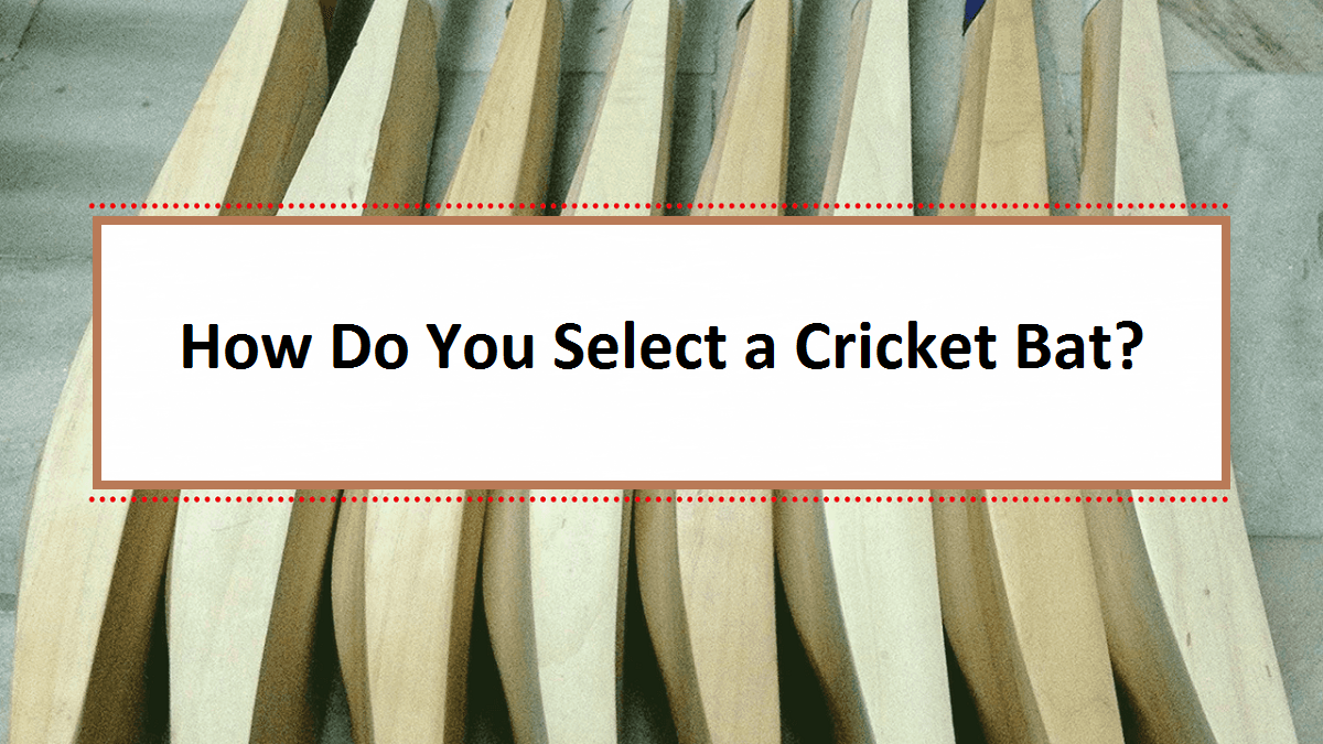 buy cricket bat online